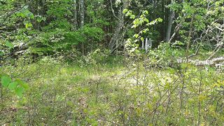 DanishFemdom - Forest Fuck