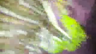 village vabi secret love