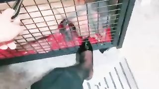 【无情大人】狗笼内调教舔脚狗【18分钟】【高清】