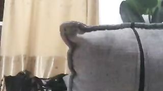 【蒂王攻Queen】Baby今晚打狗跳支爱的恰怡【112分钟】【高清】