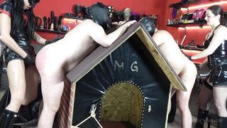 Mistress Gaia-Strapon pooch punishment