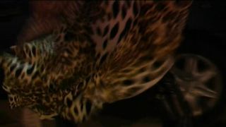 Anton,MixedWrestling543