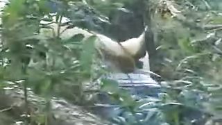 Chinese Outdoor Sex 1